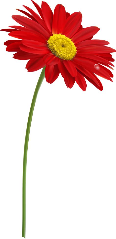 Download Stem Flower Clip Art With Transparent Background One Red