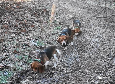 Skyviews Beagles Rabbit Hunting With Ron Asbury Ranger And Drake Jan