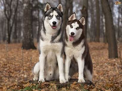 Husky Siberian Dog Dogs Wallpapers Longevity Hereditary