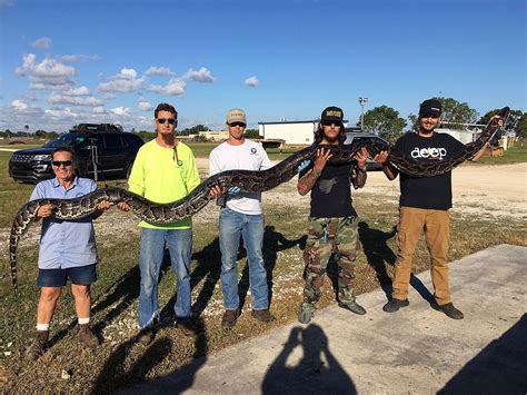 S Florida Python Hunter Reels In 17 Foot 130 Pound Snake