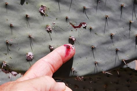 This page is designed to help you diagnose your cactus illness, treat the problem, and learn how to prevent future problems as much as possible. From Bug to Curry house: cochineal colouring manufacture ...