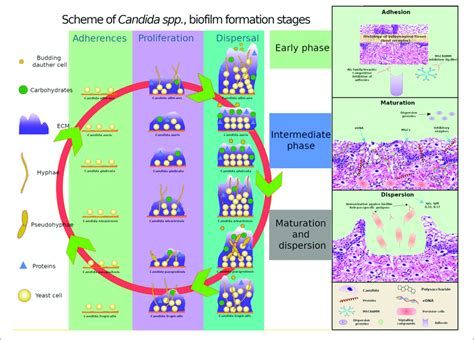 Comparative Schematics Of Three Stages Of Biofilm Formation In C