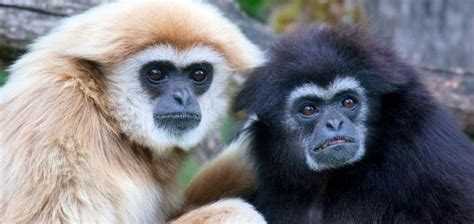 Gibbons may talk like our ancient ancestors - Unexplained Mysteries