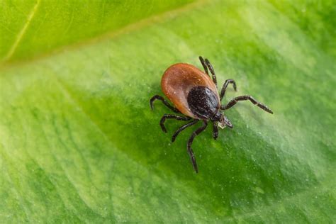 What Do Ticks Look Like On Dogs Great Pet Care