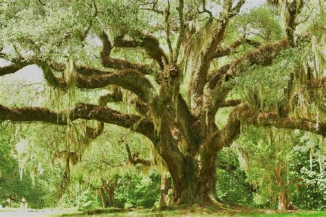 What Is A Live Oak Tree Get All The Facts Home Stratosphere