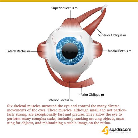 Eye Muscles Rectus Muscle Medical Mnemonics Medical Facts