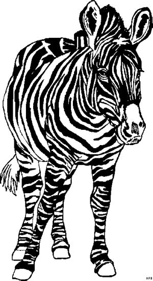 Zebra In Frontansicht Ausmalbild Malvorlage Tiere My Xxx Hot Girl