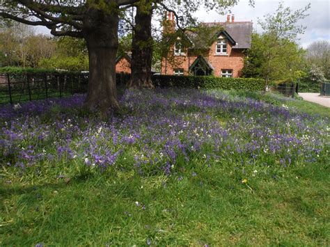 Bluebells And Jubilee Lodge Osterley Park Swc Short Walk Flickr