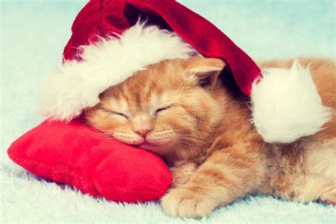 Kitten Wearing Santa Hat Stock Photo Image Of Beautiful 101277340