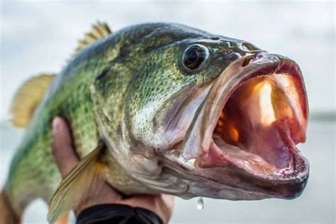 Do Bass Have Teeth A Guide To Handling Largemouth Smallmouth And Other Species