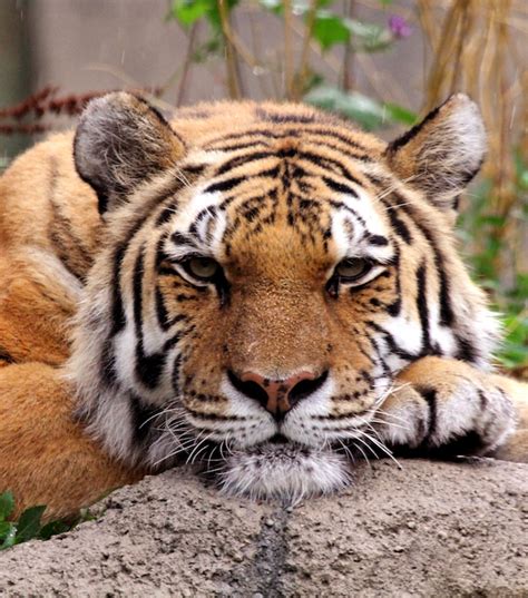 Discover The Amur Tiger Our Animals Indianapolis Zoo