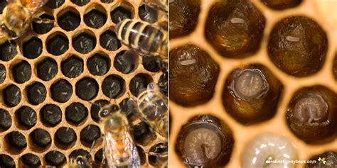 Significance Of Bee Larvae In Honey Bee Colonies Carolina Honeybees