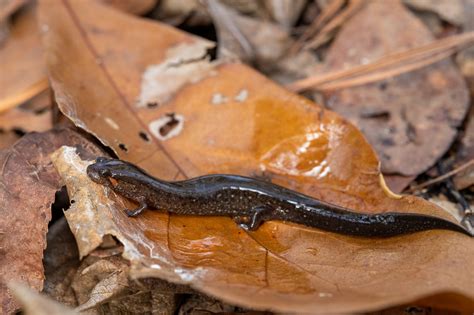 Salamanders Of South Carolina South Carolina Partners In Amphibian