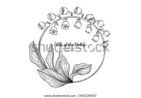 Lily Valley Flower Leaf Hand Drawn Stock Vector Royalty Free