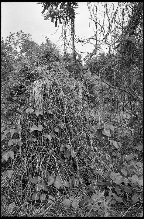 Kudzu Covered Landscape Asheville Nc Minolta Xg M Supe Flickr