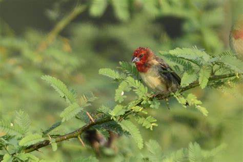 Cardinal Quelea Holmen Birding Safaris
