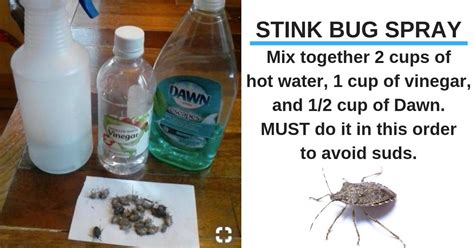 Pin By Brenda Fox On Home Projects Stink Bugs Stink Bug Spray Bug