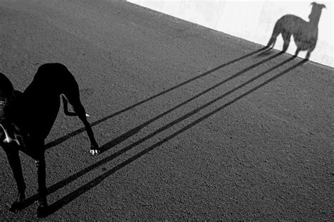 14 Most Share Worthy Images Of Shadow Photography