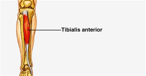 Tibialis Anterior The Muscle Of The Week Sydney Physio Clinic