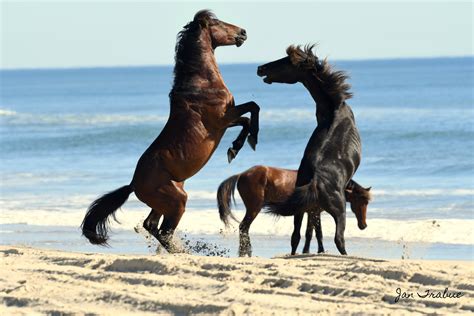 Outer banks wild horses receive a lot of popularity, and one of the best ways to see them is by participating in a wild horse tour. Wild Horses of Currituck - jantrabuephotography.com