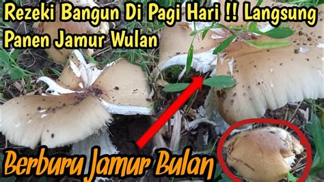 BERBURU JAMUR BULAN ATAU WULAN DI PINGGIR BALONG Mushroom YouTube