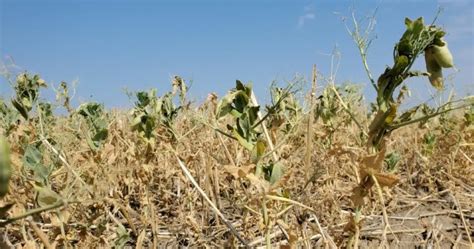Extreme Heat Dry Conditions Impacting Crop Conditions Across