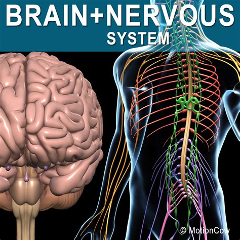 Brain Nervous System