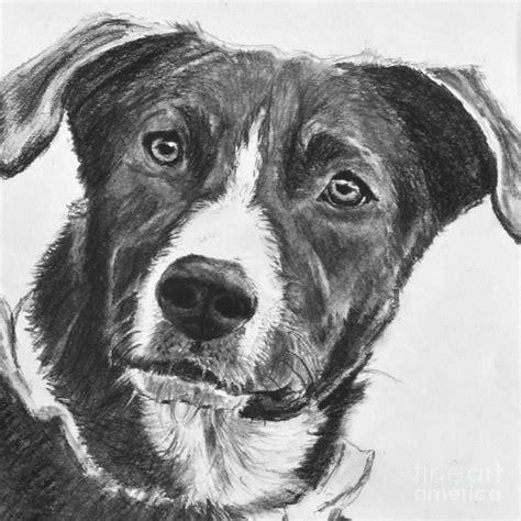 Charcoal Dog Shepherd Drawing By Kate Sumners Pixels