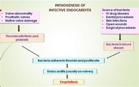 Infective Endocarditis Pathophysiology