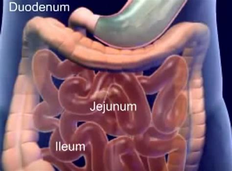 Duodenum And Jejunum Anatomy