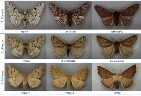 Did Moths Across Britain Evolve Darker Colors Due To Industrial