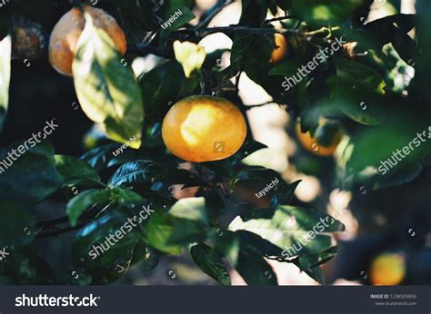 Hallabong Fruit Jejus Famous Orange Mikan Stock Photo 1238505856