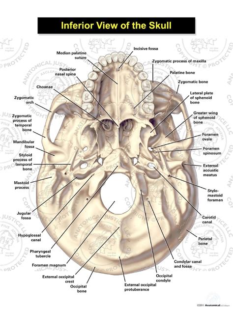 Inferior View Of The Skull