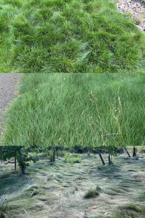 See The Latest University Of Minnesota Blog Post On No Mow Fine Fescue