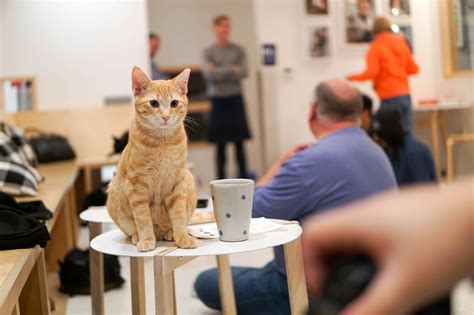 Cat cafes — or coffee shops that allow felines to roam about the dining area — have been around since at least 1998, but until last year were the first cat cafe opened in north america last august, and since then, more than a dozen have popped up in cities across the u.s. KitTea Cat Cafe - 672 Photos & 228 Reviews - Themed Cafes ...