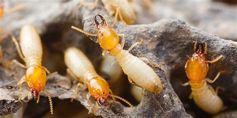 Swarming Season For Termites Within The State