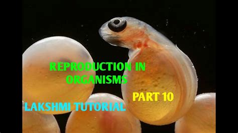 Ch 1 Reproduction In Organisms Part 10 Youtube