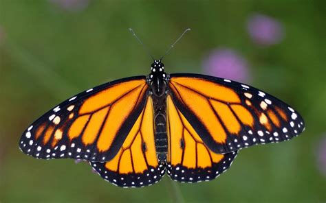 Free Monarch Butterfly Wallpaper Wallpapers Download Butterfly
