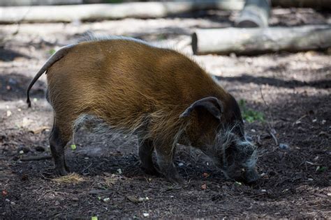 Red River Hog Free Stock Photo Public Domain Pictures