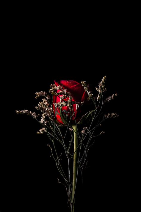 Bunch Of Rose With Black Background