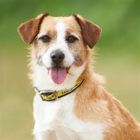 Sponsor A Dog Bubba Terrier Cross Dogs Trust