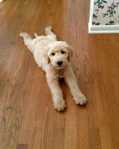 Goldendoodle Puppy Cute Dogs Puppies