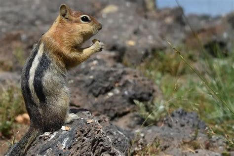 What Food Do Chipmunks Like The Answer Might Surprise You