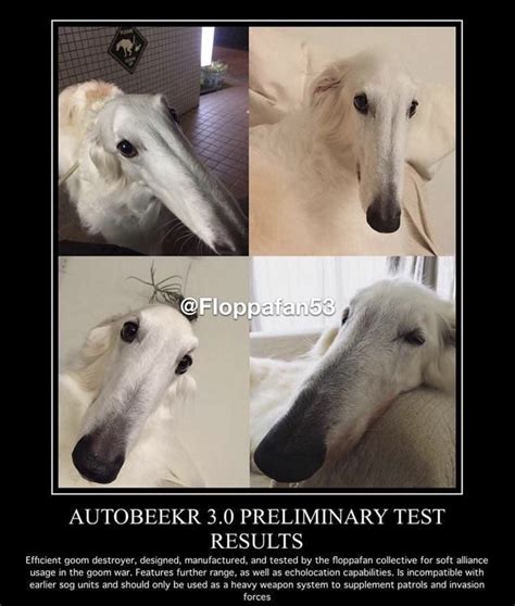 Snoot Long Face Dog Borzoi Know Your Meme