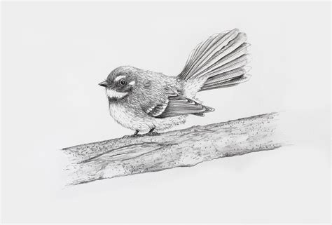 How To Draw A Realistic Bird Portrait In Pencil