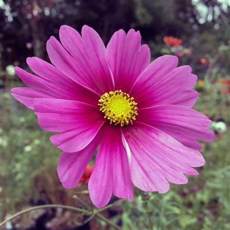 Cosmos Seeds 43 Top Cosmos Annual Flower Seeds
