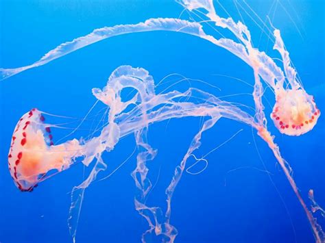 16 Jellyfish Facts Prove They Can Rule The Ocean Odd Facts