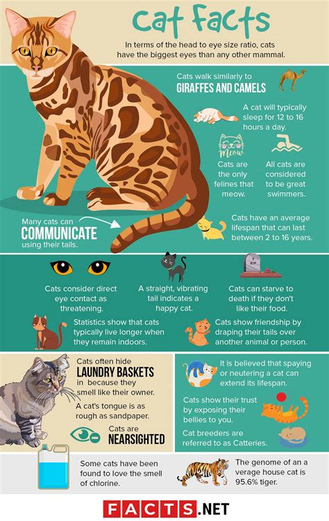 Cat Facts Cat Infographic Cats