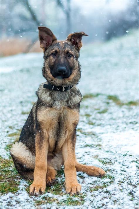 German Shepherd Puppy Portrait At Winter Stock Image Image Of Belgian