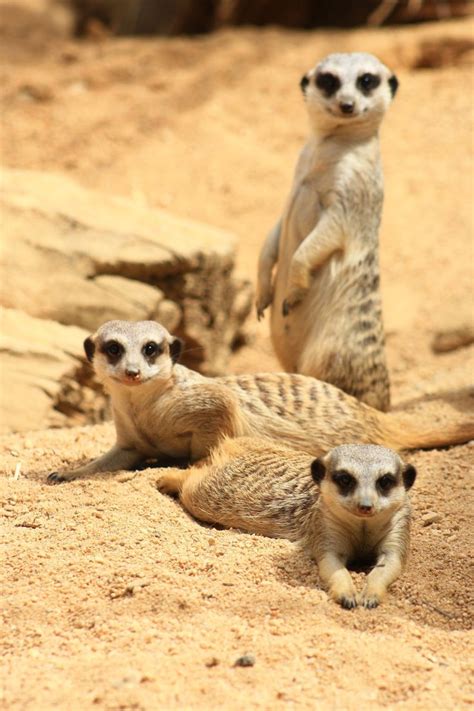 118 Best Images About Meerkats On Pinterest Nice Weekend